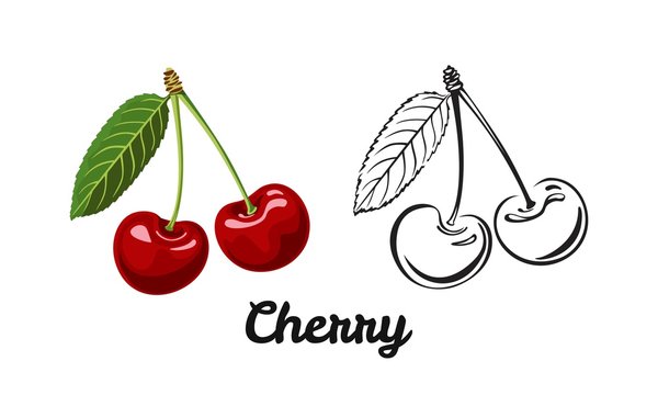Cherry icon set isolated on white background. Color illustration of a red ripe berry with a green leaf and black and white contour image. Vector outline and silhouette.