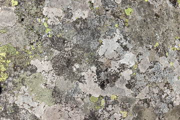 Lichen rhizocarpon geographical on the stones of the Tatra Mountains.  Texture option for ceramic tiles, countertops.