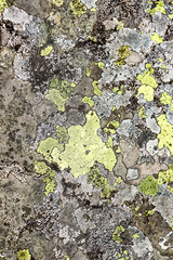 Lichen rhizocarpon geographical on the stones of the Tatra Mountains.  Texture option for ceramic tiles, countertops.