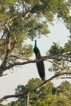 Peacock in Yala National Park, Sri Lanka