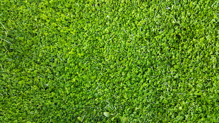 Fototapeta premium Natural Stone Background