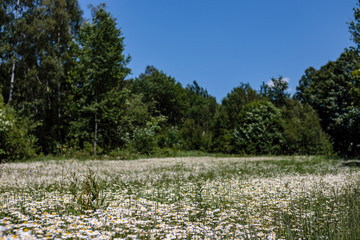 Pole stokrotki pospolitej
