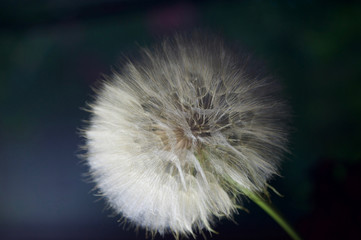 beautiful dandelions from my garden close up