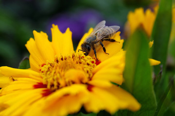 Bee on yellow blossom - Stockphoto