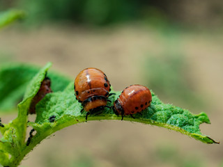 Colorado potato beetle larvae on young potato leaves
