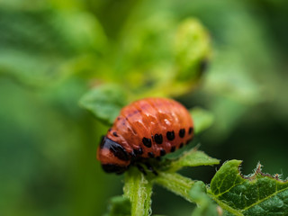 Colorado potato beetle larvae on young potato leaves