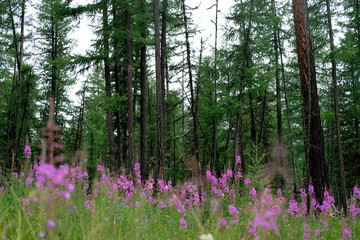 Meadow with pink flowers on the background of coniferous forest.