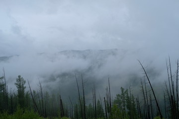 Tops of high dry tree trunks and green trees go up to the sky, hidden in the fog
