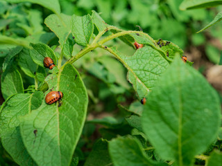 Colorado potato beetle larvae on young potato leaves