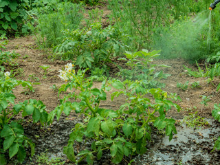 watering potatoes with a professional sprayer. Pest control in the garden. Blue tank with electric spray. Poison for insects