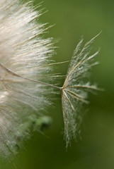 beautiful dandelions from my garden close up