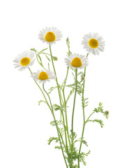 Chamomiles isolated on white background without shadow with clipping path