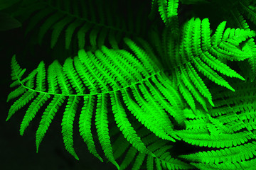 Futuristic fern leaves. Bright coral background for your design. Beautiful colorful card. 