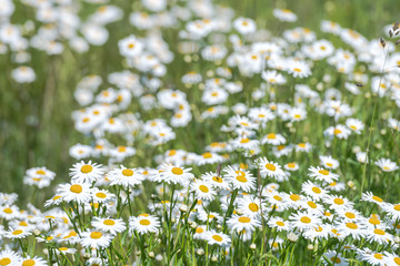 White moon daisys in a summer grass field during a sunny da