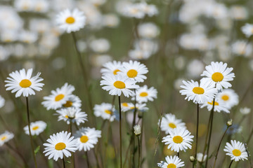 White moon daisys in a summer grass field during a sunny da