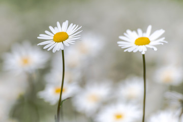 White moon daisys in a summer grass field during a sunny da