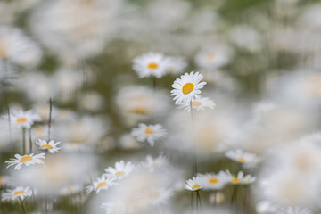 White moon daisys in a summer grass field during a sunny da