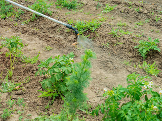 watering potatoes with a professional sprayer. Pest control in the garden. Blue tank with electric spray. Poison for insects