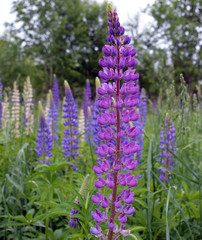 Fototapeta premium beautiful bouquet of wild field and forest flowers for decoration of paintings
