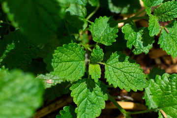 Mint leaves