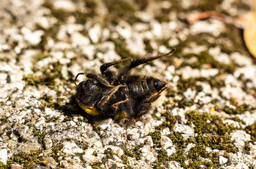 Dead Bumblebee macro close up