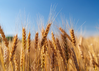 wheat grows in a field on a farm