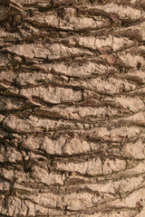 Close up of the bark of a palm tree