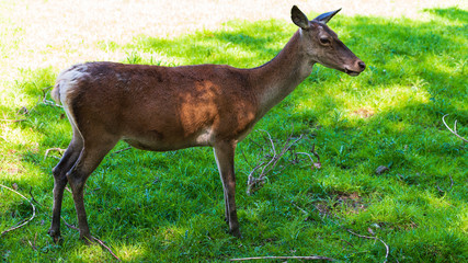 deer in the forest