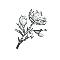 Beautiful magnolia branch with flowers isolated on white. Black and white vector illustration with hand drawn magnolia flowers in bloom.