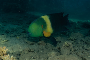 Fish swim in the Red Sea, colorful fish, Eilat Israel