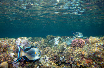 sea fish near coral, underwater