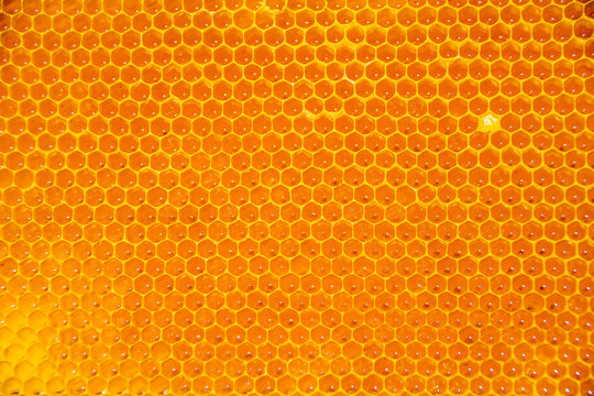 Bienenhonigwaben