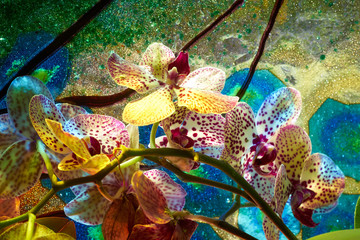 Beautiful orchids with a very colorful background