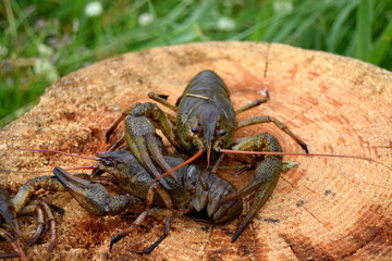 Crawfishes wet, live, are caught from water. Cancer has claws, eyes, moustaches. Close up.
