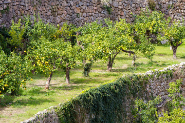 Zitronenb&auml;ume vor Steinmauer, Mallorca