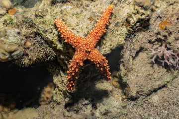 Starfish On the seabed in the Red Sea, eilat israel