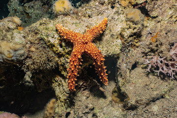 Starfish On the seabed in the Red Sea, eilat israel