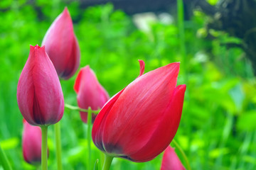 pink tulips on a natural background