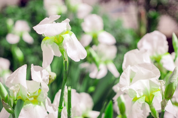 white irises colors selective focus
