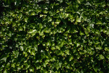 Fototapeta na wymiar Wall of ivy plants or hedera in sunlight