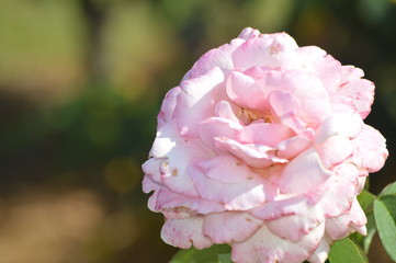Thomasville rose garden