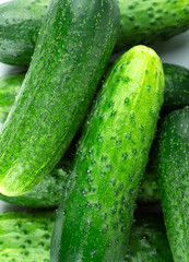 Fresh green cucumbers closeup