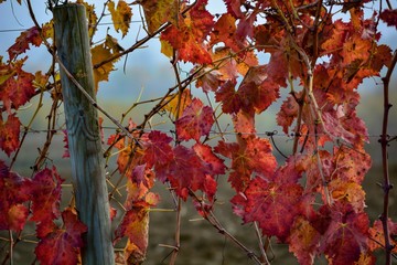 autumn leaves on tree