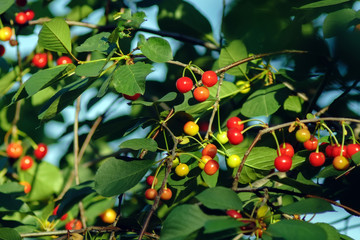red cherry on a tree branch