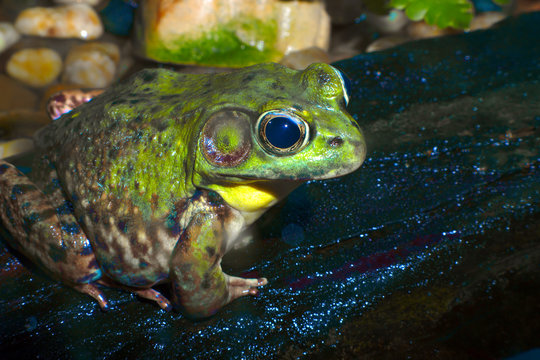 frog in nature green species wildlife water stone environmental conservation