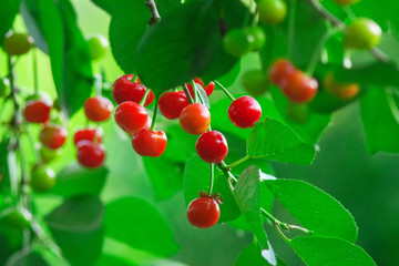 Fototapeta premium red cherry on a tree branch