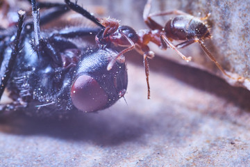 Ants attack a fly and try to put it in the anthill