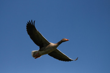 Grey goose in flight with blue sky in the background