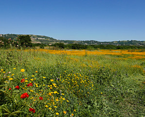 rilassante immagine rurale con papaveri e margherite gialle