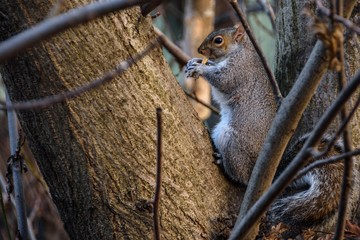 squirrel on tree